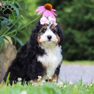Clover, Mini Bernedoodle Puppy